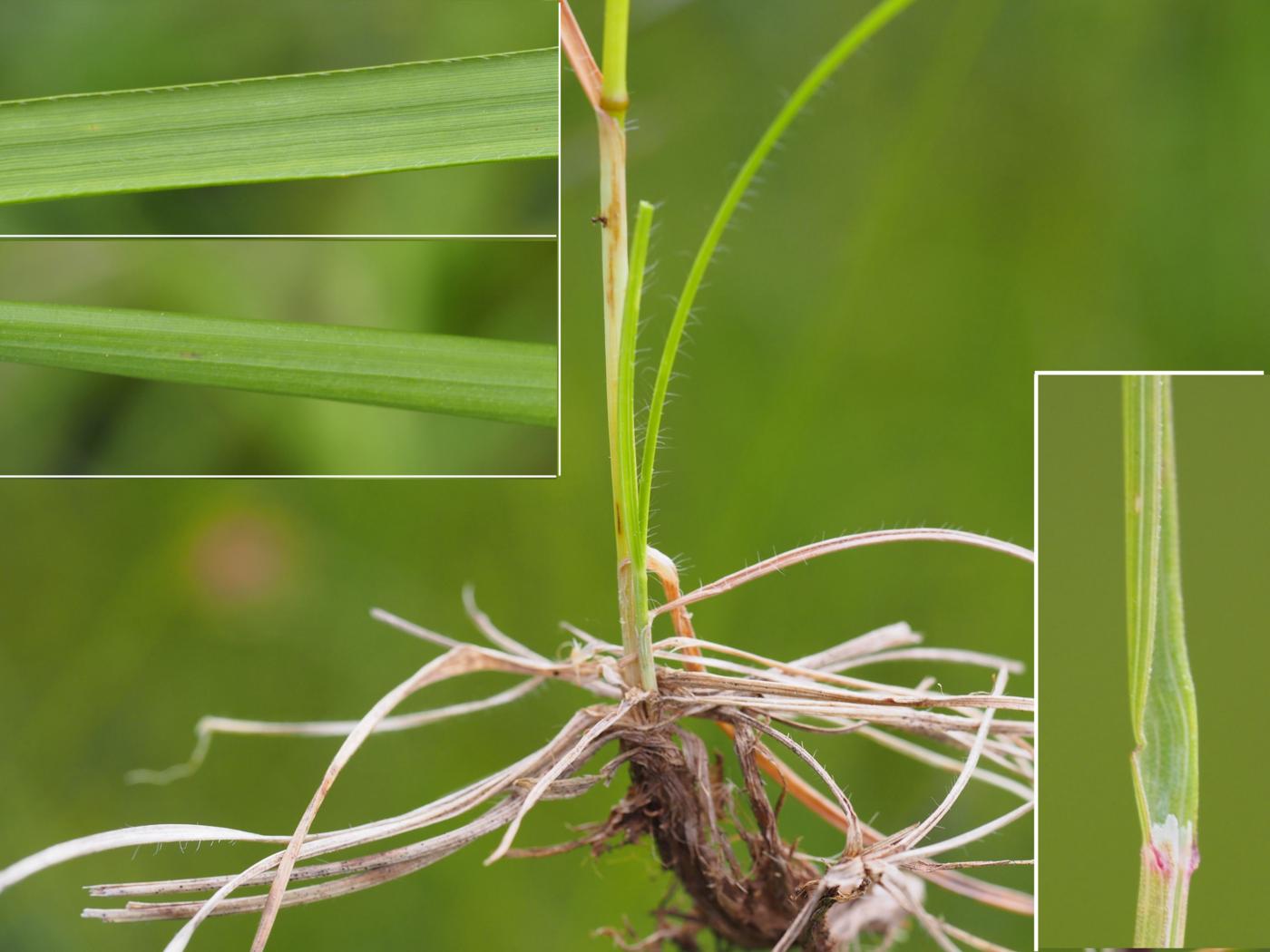 Brome, Upright leaf